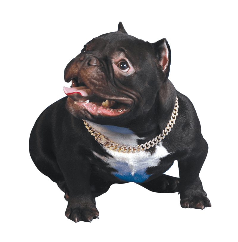 Supermicro Bully Micro Bully for sale - Micro Bully