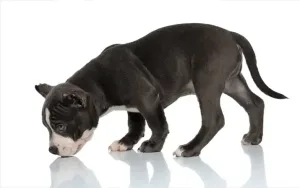 Why I recommend NuVet Plus