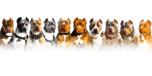 Micro Bully Puppies for Sale