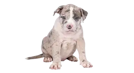 Micro Exotic Bully for Sale